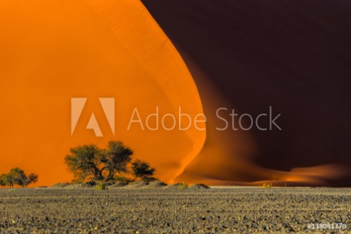 Bild på Dune 40 and trees at sunrise Sossusvlei Namib Naukluft National Park Namibia